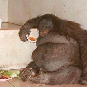 Meet your Posher, Leonel